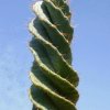 Cereus_forbesi_cv_spiralis